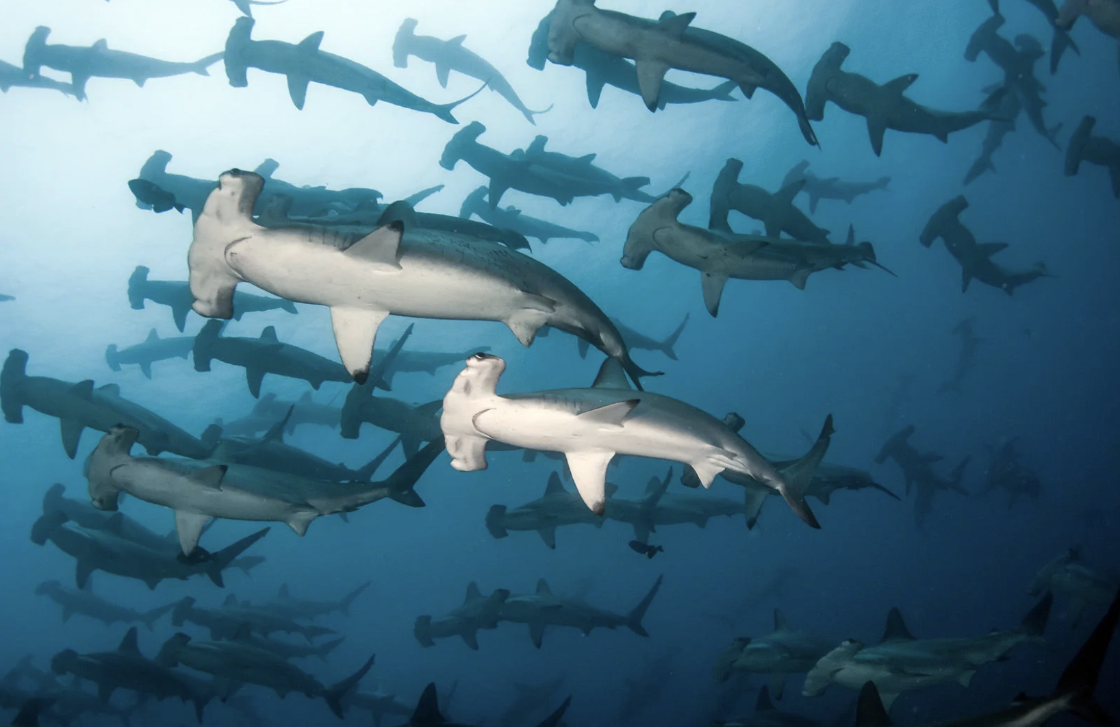 banc de requin marteaux
